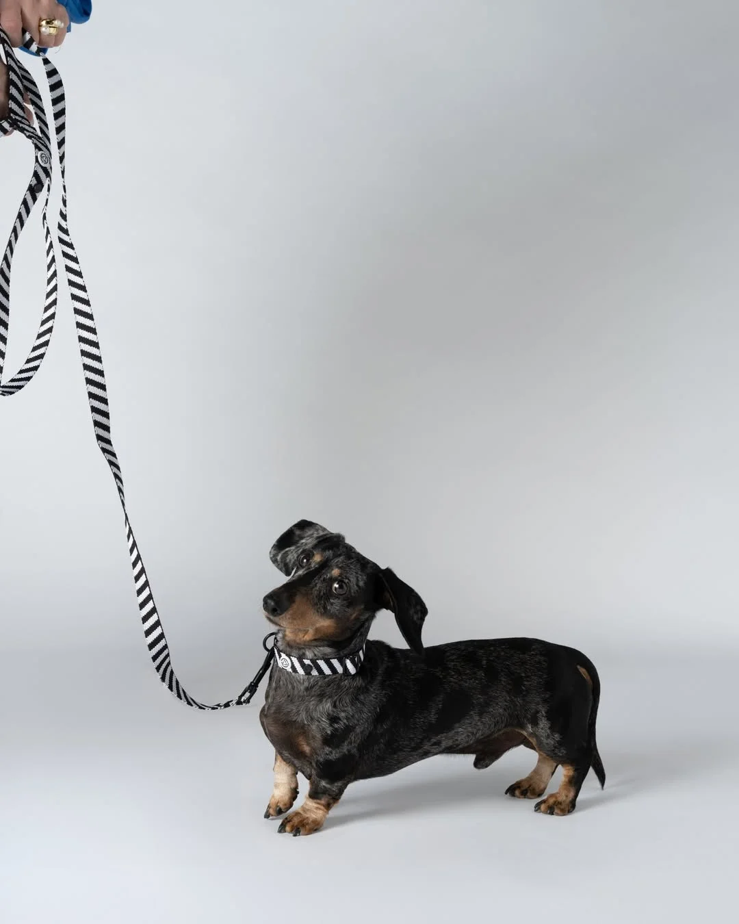 A small black and tan dog wearing Barkalot accessories on a lead